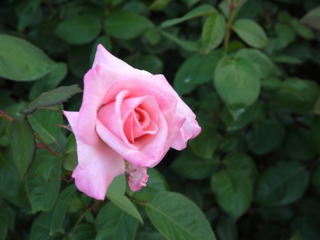 プリンセスノブコと名前のバラ